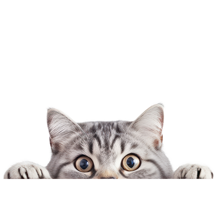 ねこ