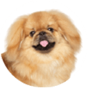 pekingese